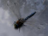 28Aug: Dragonfly, Fort Providence Territorial Park, NWT