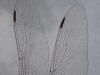 28Aug: Dragonfly wing, Fort Providence Territorial Park, NWT