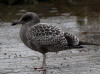 29Aug: California Gull, Hay River, NWT