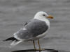 29Aug: California Gull, Hay River, NWT
