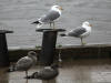 29Aug: California Gull, Hay River, NWT