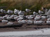 30Aug: Caspian Tern, Hay River Territorial Park, NWT
