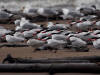 30Aug: Caspian Tern, Hay River Territorial Park, NWT