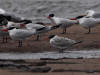 30Aug: Caspian Tern, Hay River Territorial Park, NWT