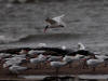 30Aug: Caspian Tern, Hay River Territorial Park, NWT