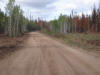 31Aug: Road to Salt Plains Lookout, Wood Buffalo National Park, NWT