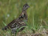 02Sep: Ruffed Grouse, sw of Fort Vermilion, AB
