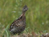 02Sep: Ruffed Grouse, sw of Fort Vermilion, AB