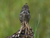 02Sep: Ruffed Grouse, sw of Fort Vermilion, AB