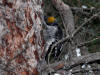 02Sep: American Three-toed Woodpecker, La Crete ferry, AB