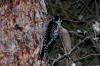 02Sep: American Three-toed Woodpecker, La Crete ferry, AB