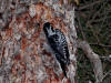 02Sep: American Three-toed Woodpecker, La Crete ferry, AB