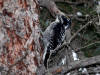 02Sep: American Three-toed Woodpecker, La Crete ferry, AB