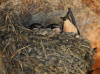 02Sep: Barn Swallow, McLennan, AB
