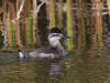 02Sep: Ruddy Duck, McLennan, AB