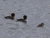 02Sep: Common Goldeneye & Bufflehead, McLennan, AB