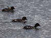 02Sep: Common Goldeneye, McLennan, AB