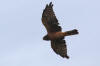 02Sep: Northern Harrier, McLennan, AB