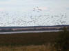02Sep: Canada Geese over marsh, McLennan, AB
