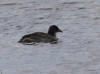 02Sep: American Coot (juvenile), McLennan, AB