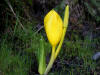22Apr: Skunk Cabbage, Ward Lake, Ketchikan, AK