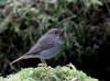 22Apr: Hermit Thrush, Ward Lake, Ketchikan, AK