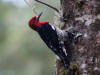 22Apr: Red-breasted Sapsucker, Ward Lake, Ketchikan, AK