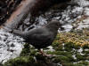 23Apr: American Dipper, Settler's Cove, Ketchikan, AK