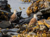 23Apr: Dunlin, Clover Pass, Ketchikan, AK