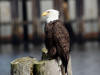 24Apr: Bald Eagle, Ketchikan, AK