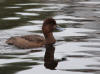 25Apr: Greater Scaup, Swan Lake, Sitka, AK