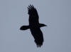 26Apr: Common Raven, Mendenhall Glacier, Juneau, AK