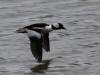 28Apr: Bufflehead, Eagle River, Juneau, AK