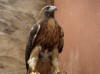 28Apr: Red-tailed Hawk, at rehabilitor, Juneau, AK