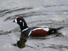 30Apr: Harlequin Duck, Haines, AK