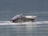 30Apr: Harbor Seal, Lutak Inlet, Haines, AK