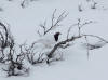 01May: Willow Ptarmigan, Haines Highway near summit, BC