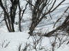 01May: Nine Willow Ptarmigans, Haines Highway near summit, BC