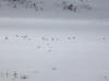 01May: Willow Ptarmigans, Haines Highway near summit, BC
