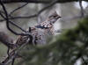 02May: Ruffed Grouse, Kluane National Park, YT