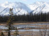 03May: Ducks, geese & swans, Swede Johnson Creek, YT