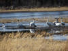 03May: Greater White-fronted Goose with Trumpeter Swans, Swede Johnson Creek, YT