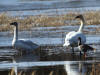03May: Greater White-fronted Goose with Trumpeter Swans, Swede Johnson Creek, YT