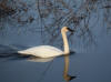 04May: Trumpeter Swan, Mirror Creek, YT