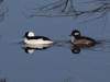 04May: Bufflehead, Mirror Creek, YT