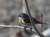 04May: Yellow-rumped Warbler, Mirror Creek, YT