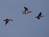 04May: American Wigeon, Mirror Creek, YT