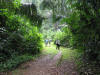 BFF1. Cayo Broadleaf Forest Foothills
Lower Trail, St. Herman's Cave Blue Hole NP