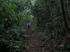 BFF2. Stann Creek Broadleaf Forest Foothills
Bocawina Trail, Mayflower Bocawina NP