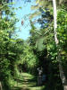 BFF1. Cayo Broadleaf Forest Foothills
Lower Trail, St. Herman's Blue Hole NP